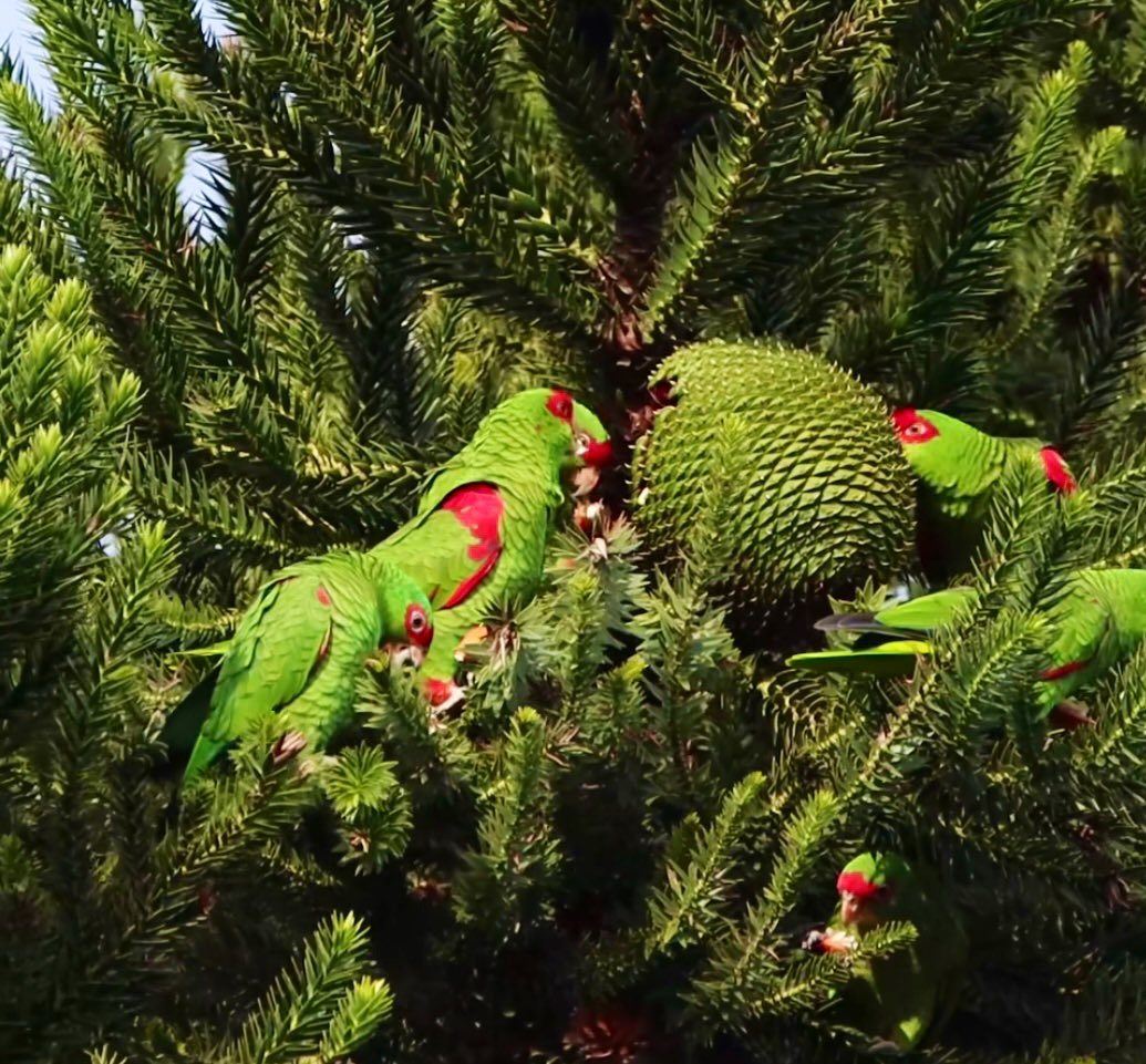 fotos_porai's tweet photo. #ataucaria #pinhao #periquitos https://t.co/Sn84mGdG4H