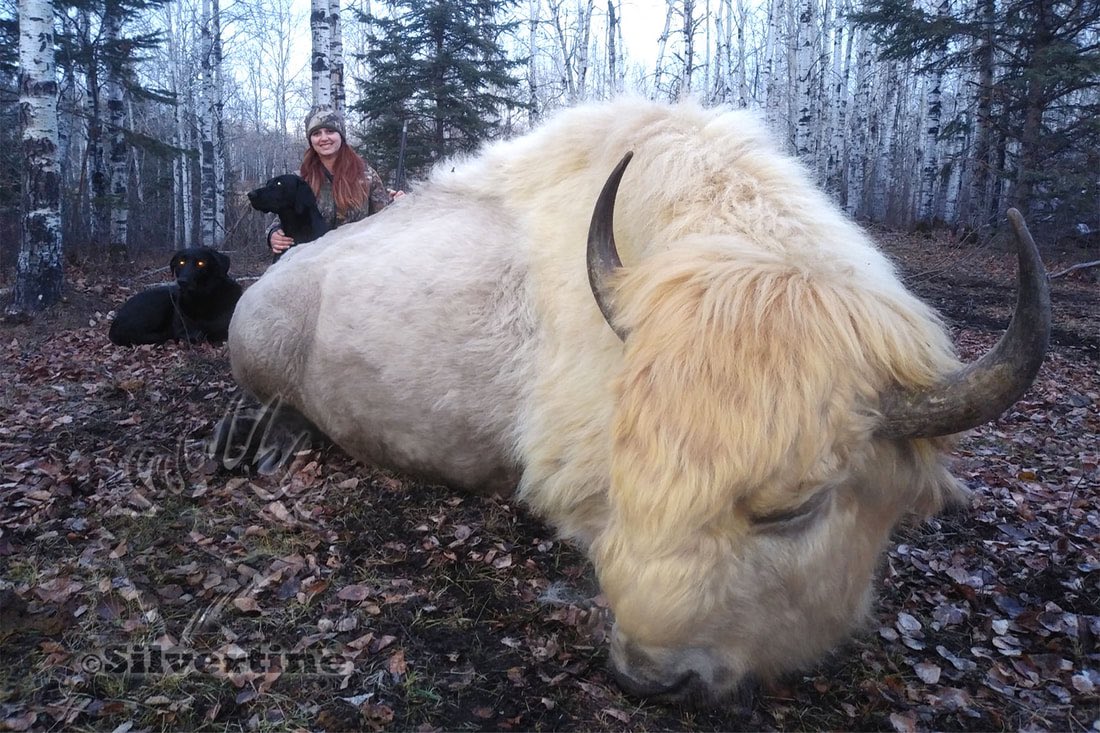Lakota Man tweet media