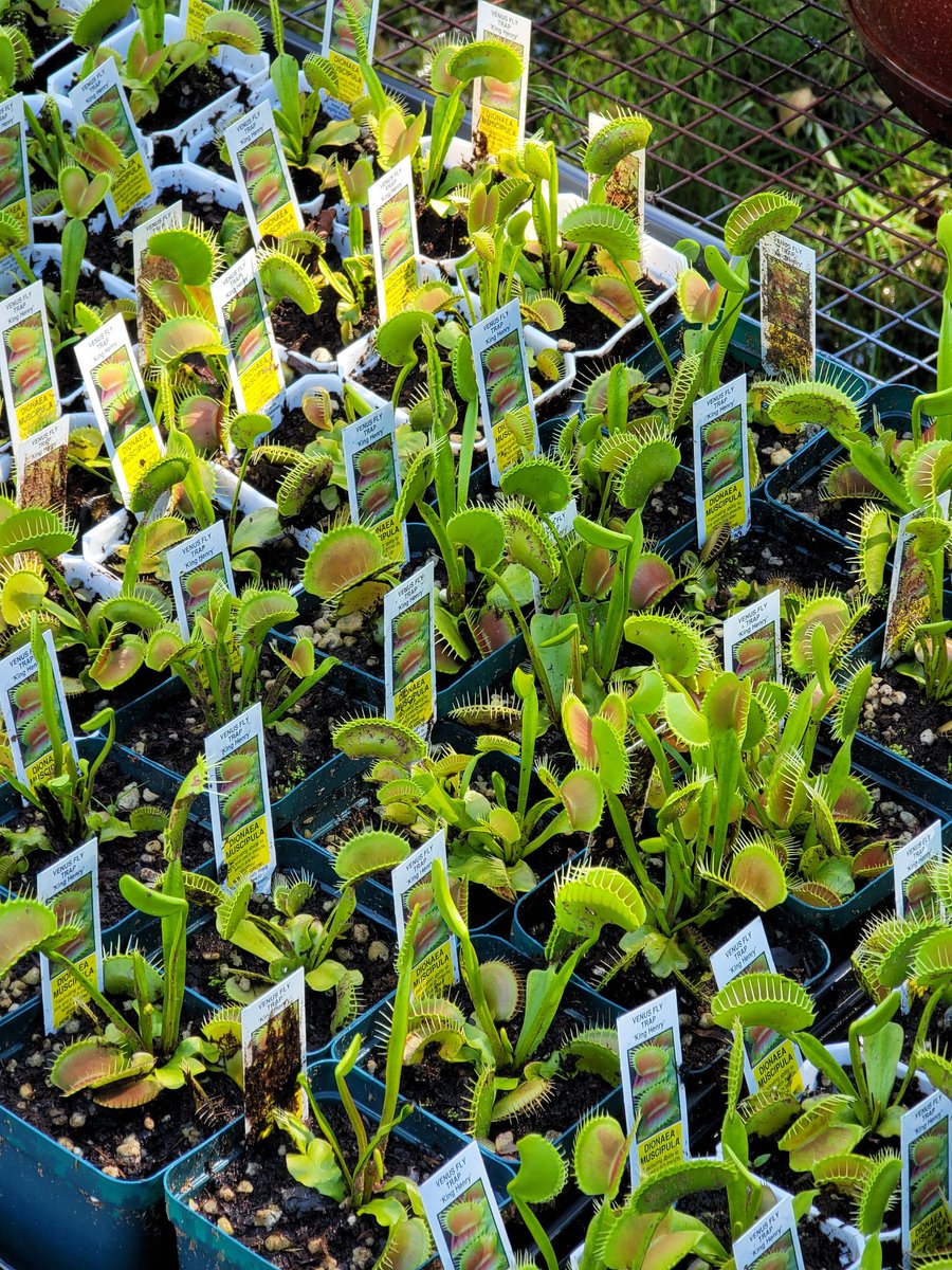 FranksFlyTraps's tweet photo. New plant listings on Ebay this week. https://t.co/B4076T1UmT