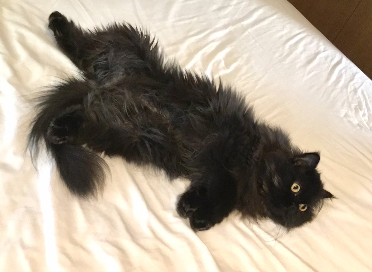 Doris McFloofle tweet media