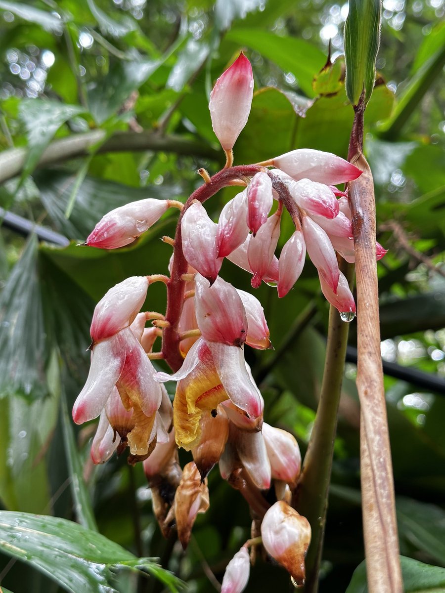 vrundavs's tweet photo. When I opened my Twitter page…
It wasn’t called so anymore…
X…it is!
So my #firstpost on #XTwitter
Something in pink for…
Poise…pretty…peace !
#ByeByeBirdie #twitterisgone
#ElonMusk
Have a lovely #monday all
#pinkflowers #vrupix https://t.co/MUJiWQn0Os