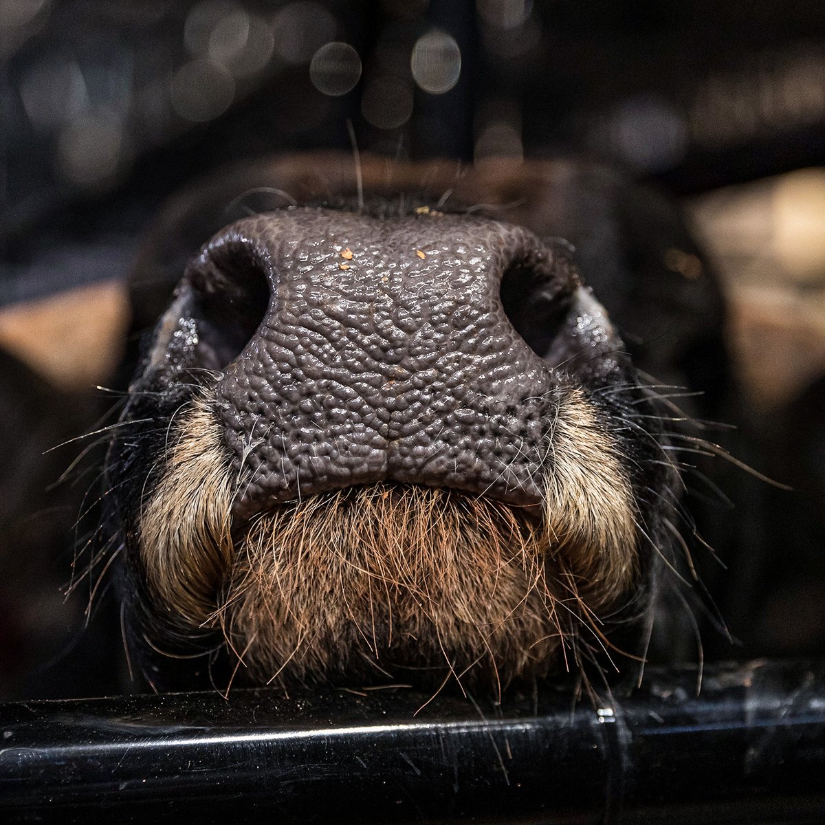 PBR's tweet photo. Bull nose to get you through your Monday. https://t.co/fTmpxwk0bT