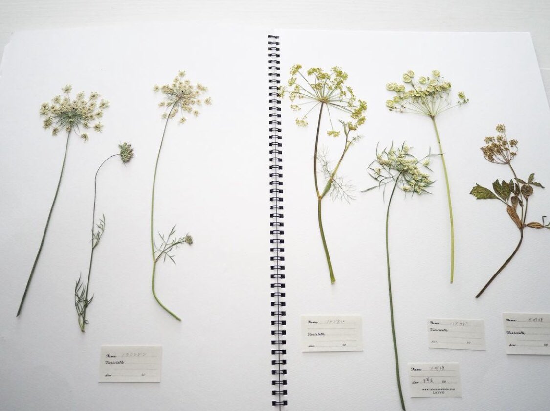 yukinobuko's tweet image. セリ科の植物の、散形花序のかたちが好きで見つけては押してしまう。線香花火みたいな繊細な白い花。左は、網走での散策中に見つけたノラニンジン。地元のひとにとっては珍しくない、いわゆる雑草扱いの、北海道ではどこにでも咲いている花。