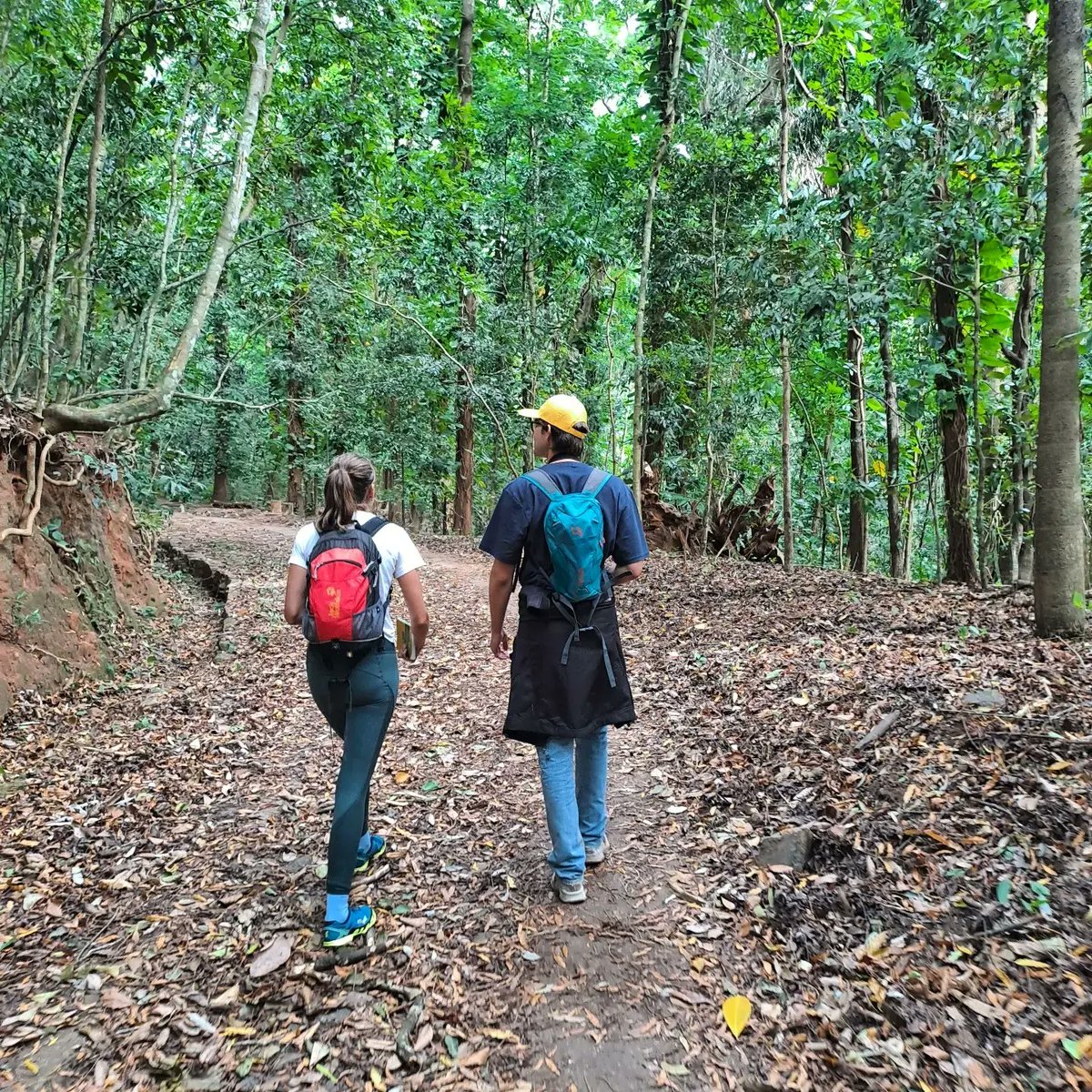 Nature Walk in Udawattakele Sanctuary, Kandy🚶‍♂️#srilanka #visitsrilanka #exploresrilanka #tours #wildlifetours #naturetours #tourguide #guidedtours #adventure #adventuretravel #bespoke #experience #immersive #vacation #holiday #experientialtravel #experientialtravellerlk