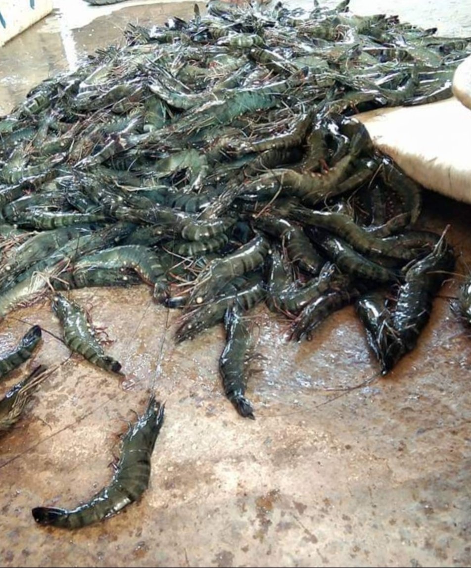 PiRominah's tweet photo. Senin,31 Juli 2023,Bapak M.Arifin anggota pokdakan Cangkul Berpacu Pendamaran Panen Udang Windu Produksi 203,5 kg Size 22 dengan Harga 114.000/ kg
#GiatluhkansatminkalBwi 
#luhlapor 
#KabTanahBumbu
#Bprsdm_kp https://t.co/cHF4CGUmHJ