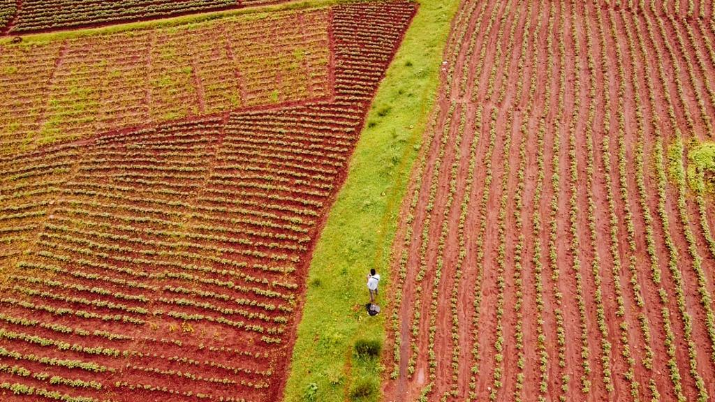 krushibibhag's tweet photo. Picturesque aerial view of Kharif potato cultivation at Debtahanjar village in Lamtaput block of Koraput. Krushi Bibhag has set a target of 4500 ha plantation of Kharif potato in the district for this ongoing season. @premcchaudhary @rajaaswain @arvindpadhee @dmkoraput https://t.co/WYVwA15iQZ