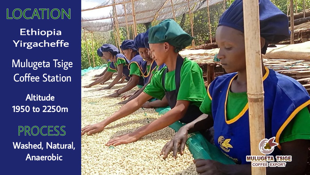 We are Yirgacheffe, one of the top coffee producers in Ethiopia. Try our coffee and learn about us. You will always be happy.
Anyone who has drunk Yirgacheffe coffee knows about its quality and taste

#mulugetatsigecoffee 
#ethiopiacoffee 
#yirgacheffecoffee #specialtycoffee