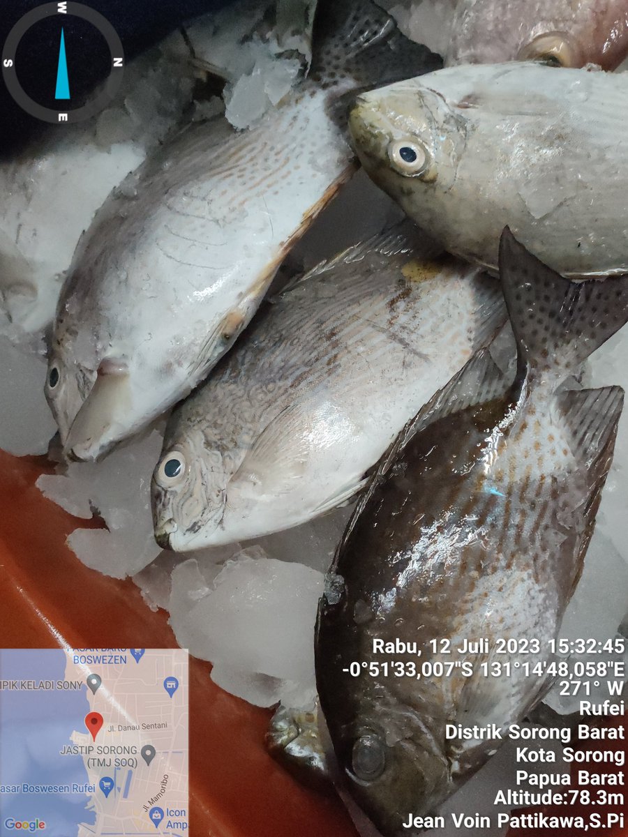 Jean_Voin_'s tweet photo. Rabu (12/07) Jean Voin Pattikawa,S.Pi Penyuluh Perikanan Kota Sorong Melaporkan hasil Tangkapan ikan Baronang sebanyak 67Kg dengan harga jual Rp.35.000/Kg 
#GiatLuhkanSatminkalAmbon
#Produksi
#BP3_Ambon 
#KotaSorong https://t.co/1VNKceMag2