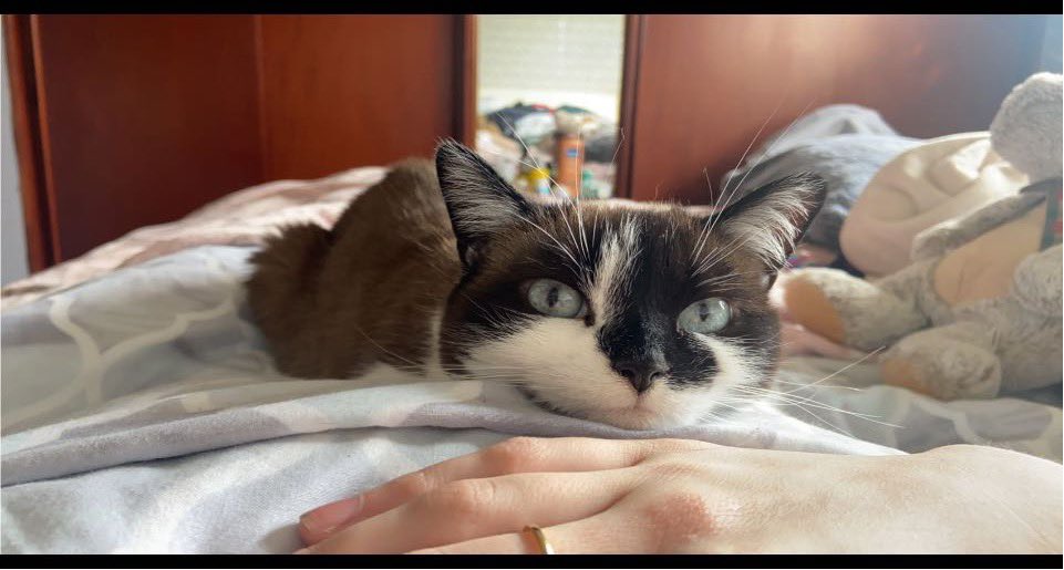 tailssandsonic's tweet photo. I absolutely adore all cats, all of them. But I honestly cannot express in words how fecking much I bloody love my cats. Truly the best things in my life and no matter how shit I feel, can always make me smile🥹😻 https://t.co/Th7Q3MV18d