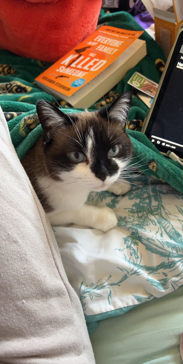 tailssandsonic's tweet photo. I absolutely adore all cats, all of them. But I honestly cannot express in words how fecking much I bloody love my cats. Truly the best things in my life and no matter how shit I feel, can always make me smile🥹😻 https://t.co/Th7Q3MV18d