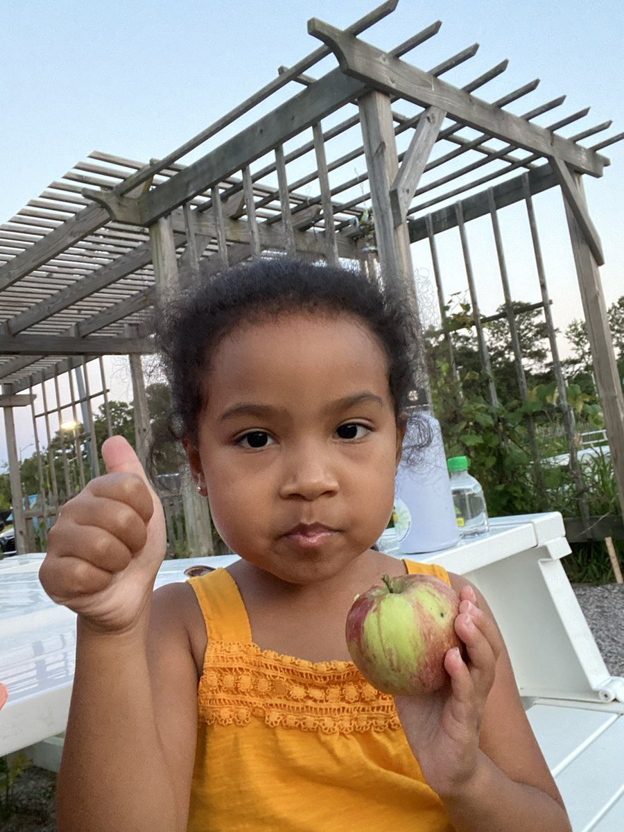 Apples! 🍏🍎🍏🍎 #CommunityGardenSeatack 🌱 #SundayintheGarden