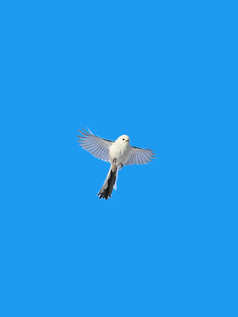 daily_simaenaga's tweet photo. 今までありがとう https://t.co/uFT7LOtGEM