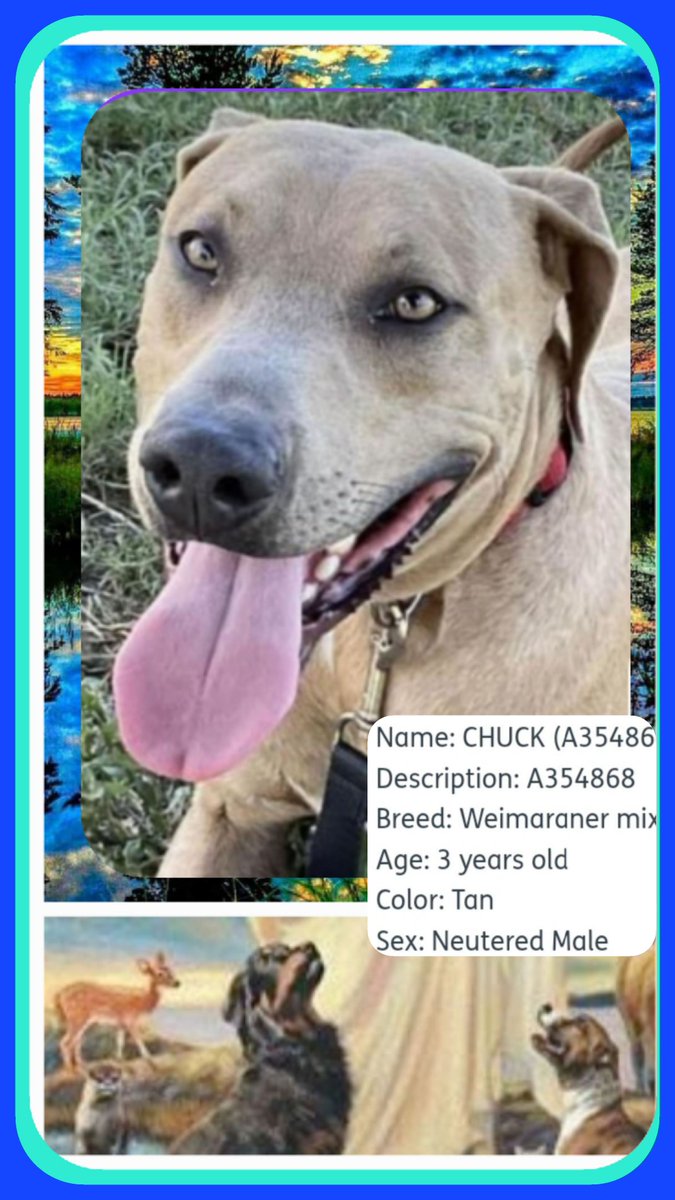 rothfarms's tweet photo. 🚨⏰️  #SaveCHUCK #AdoptDontShop 

CORPUS CHRISTI ANIMAL CARE  📧 ccacsrescues@cctexas.com 📞 361-826-4630 https://t.co/S49KALNrD3