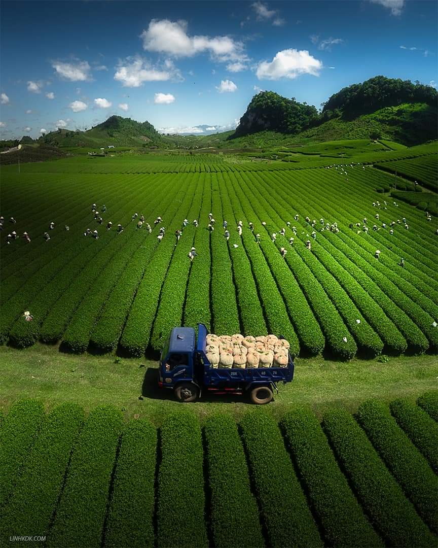 Vietnam’s largest tea plantation enters harvest season..
#vietnamtours #vietnam #vietnamtravel #vietnamtrip #vietnamtourism #vietnamtour #travelvietnam