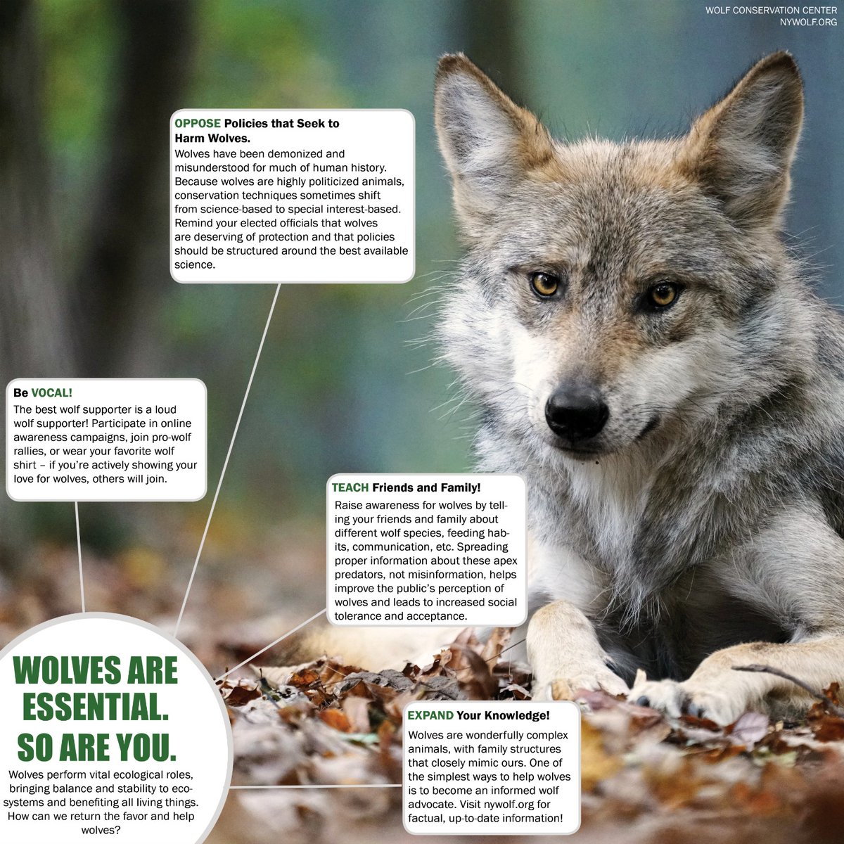 nywolforg's tweet photo. Want to help save wolves? Here's how! ⬇️

#RelistWolves https://t.co/G2LkbEu3Zv