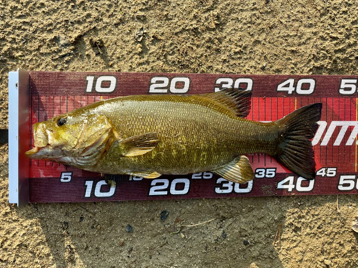 jackgary_'s tweet photo. 30日 5:00〜7:00

シャローに差してきてた見えバスの回遊コースにイモ40を置いて、戻ってきた時にずる引きで気づかせ放置でバイト！

もう1匹は同じ釣りのブラインド

#バス釣り
#スモールマウス
#イモグラブ https://t.co/7Mv01kVQTC