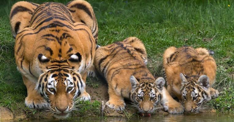 Sepertinya ilusinya lebih kelihatan di foto ini.

Ocelli membuat tubuh harimau terlihat seperti kepala yg berukuran besar dan sangat mengintimidasi.