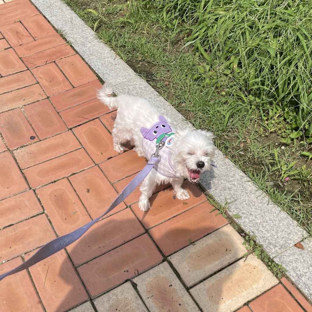 kds121215's tweet photo. 강아지기분체고 https://t.co/lv7mBqExLq