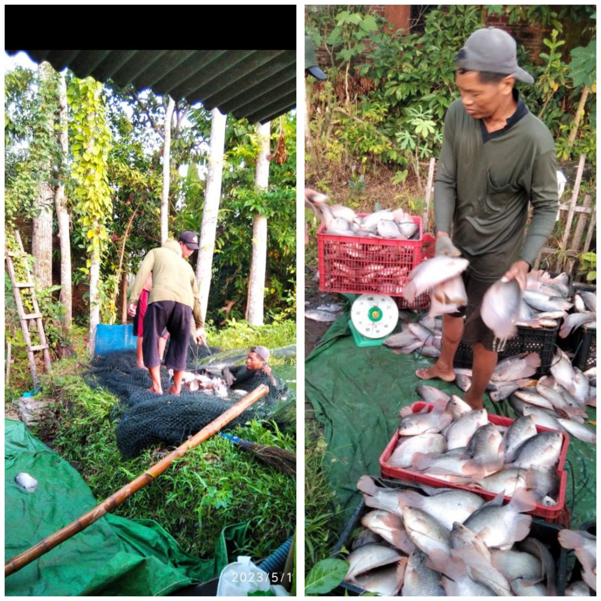 Jum'at, 28/07/2023 Ing Dita Meyer O, Luhkan Kab. Tulungagung, Kegiatan Panen ikan gurame, Milik Pak Didik, Ds Gesikan, Kec. Pakel, Kab.Tulungagung, Hasil panen 700Kg, harga 25.000ribu Pasar lokal @bppp_banyuwangi #GiatLuhKanSatminkalBWI #luhlapor