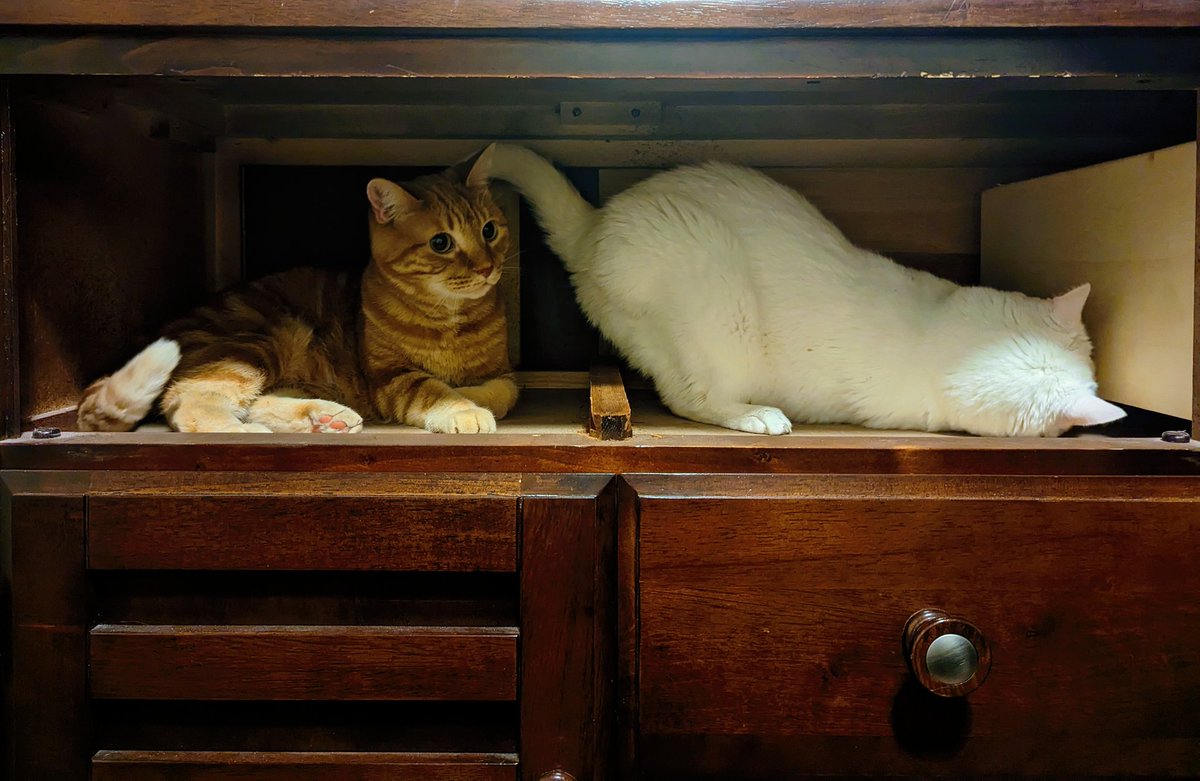 bargainac's tweet photo. @skeletonknaebel took a drawer out of the dresser tonight and the boys are having the time of their lives in there. the enrichment hole https://t.co/FcCCKmd30o