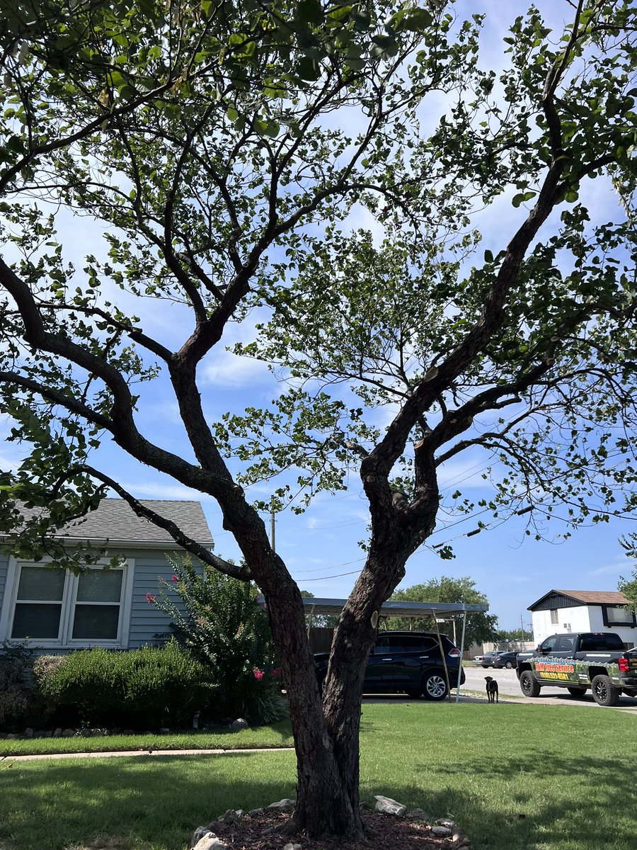 #StormDamage #EmergencyService 
#familyowned #residential #commercial #tulsa #BrokenArrow #Bixby #jenks
#treeservice #treeremoval #treetrimming #treeshaping #stumpremoval #stumpgrinding #ForestryMulching #landclearing #crownreduction #commercial #residential #insuredandbonded