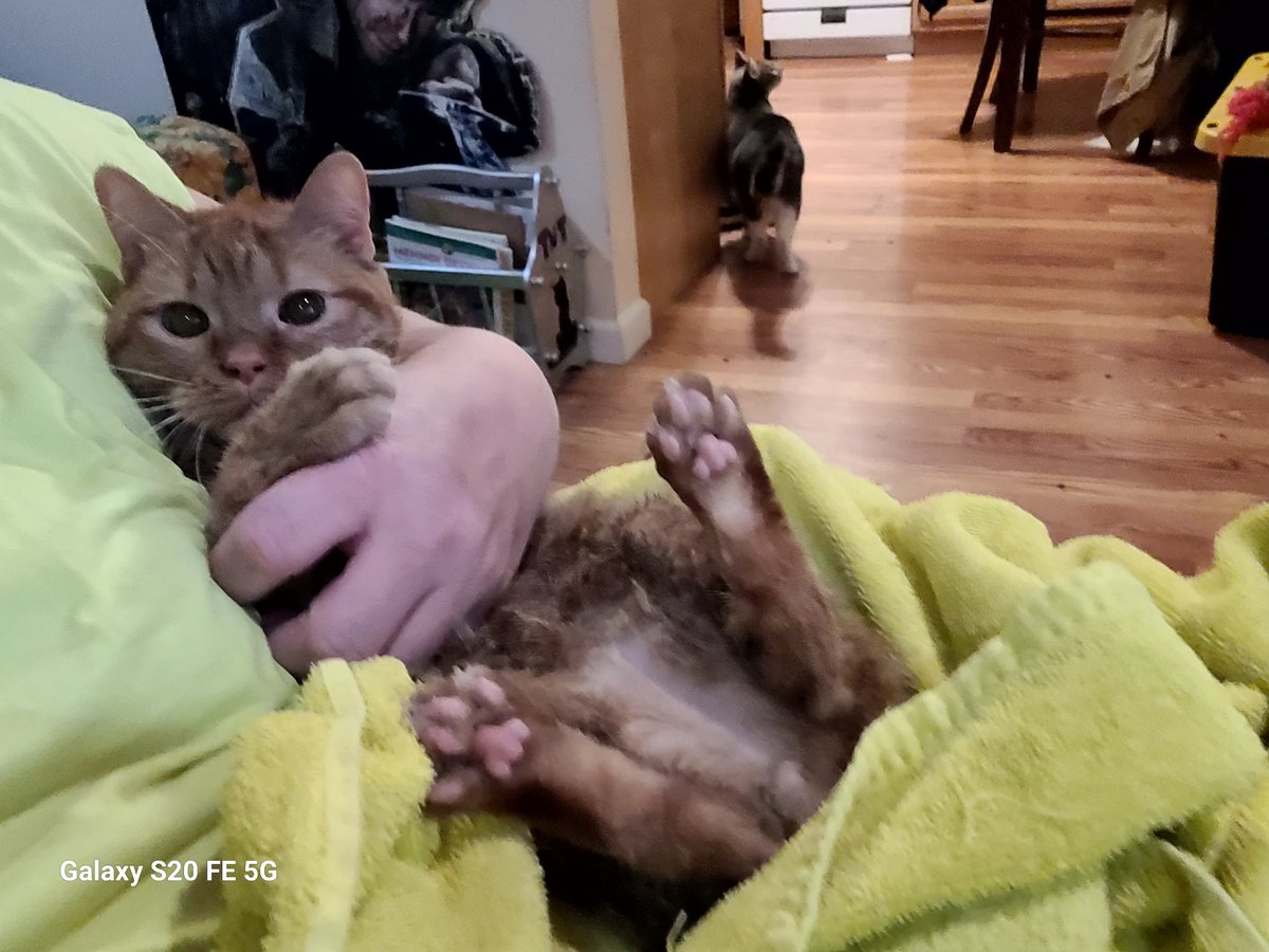 lynnslagle42's tweet photo. I PRESENT TO EVERYONE:::::
LOUIE'S BEANS AND PEETS
THIS IS THE ENTIRE TWEET
#cerebellarhypoplasia #chlove #wobblykitty #chkitty #louiepatchouliblue #peetspeets #kissablecleanpeets #omglouiebeans #pinkbeans #cuteboi https://t.co/MdcWVDLz4o