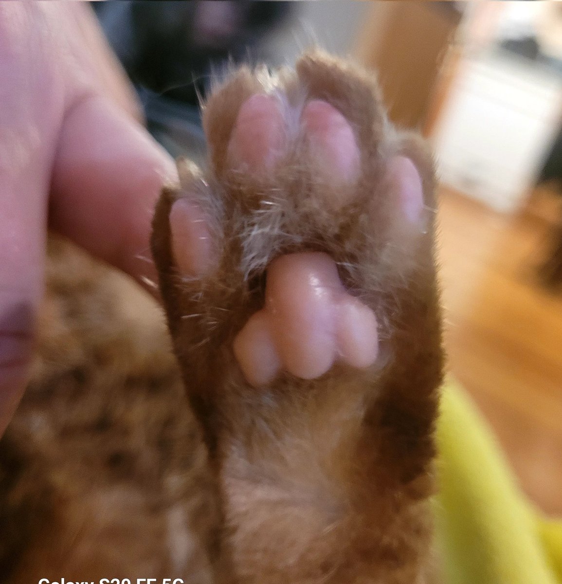 lynnslagle42's tweet photo. I PRESENT TO EVERYONE:::::
LOUIE'S BEANS AND PEETS
THIS IS THE ENTIRE TWEET
#cerebellarhypoplasia #chlove #wobblykitty #chkitty #louiepatchouliblue #peetspeets #kissablecleanpeets #omglouiebeans #pinkbeans #cuteboi https://t.co/MdcWVDLz4o