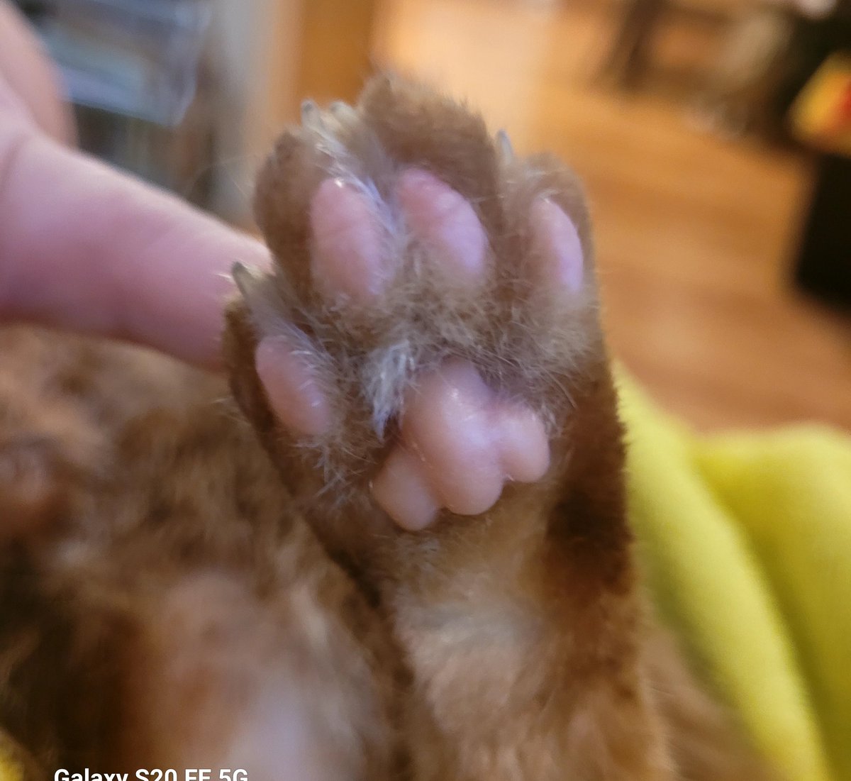 lynnslagle42's tweet photo. I PRESENT TO EVERYONE:::::
LOUIE'S BEANS AND PEETS
THIS IS THE ENTIRE TWEET
#cerebellarhypoplasia #chlove #wobblykitty #chkitty #louiepatchouliblue #peetspeets #kissablecleanpeets #omglouiebeans #pinkbeans #cuteboi https://t.co/MdcWVDLz4o