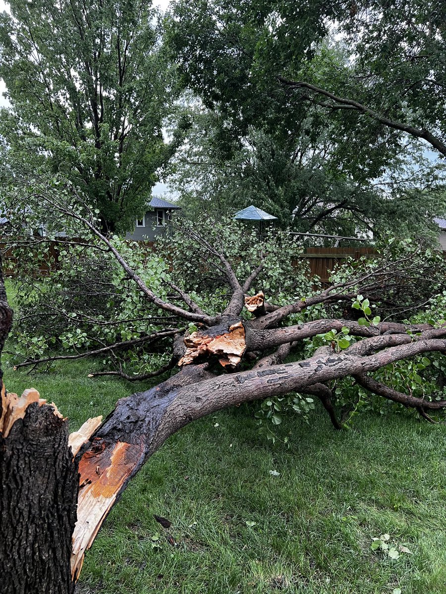 harleyMB72's tweet photo. @rustywx That storm that came through Omaha packed a punch. My pear tree didn’t fare well from wind/lightning. 07/30/23@4:50pm https://t.co/At0Sx6sfzI