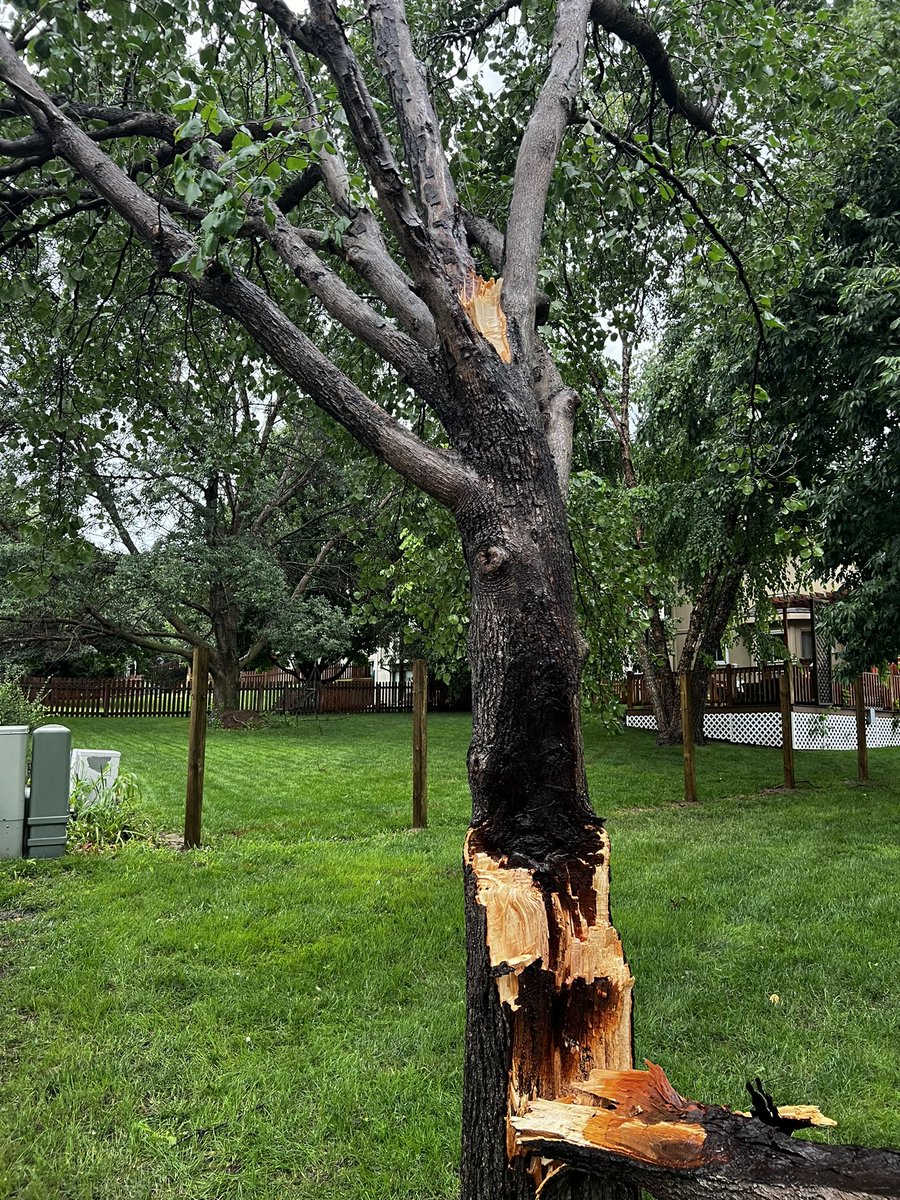 harleyMB72's tweet photo. @rustywx That storm that came through Omaha packed a punch. My pear tree didn’t fare well from wind/lightning. 07/30/23@4:50pm https://t.co/At0Sx6sfzI