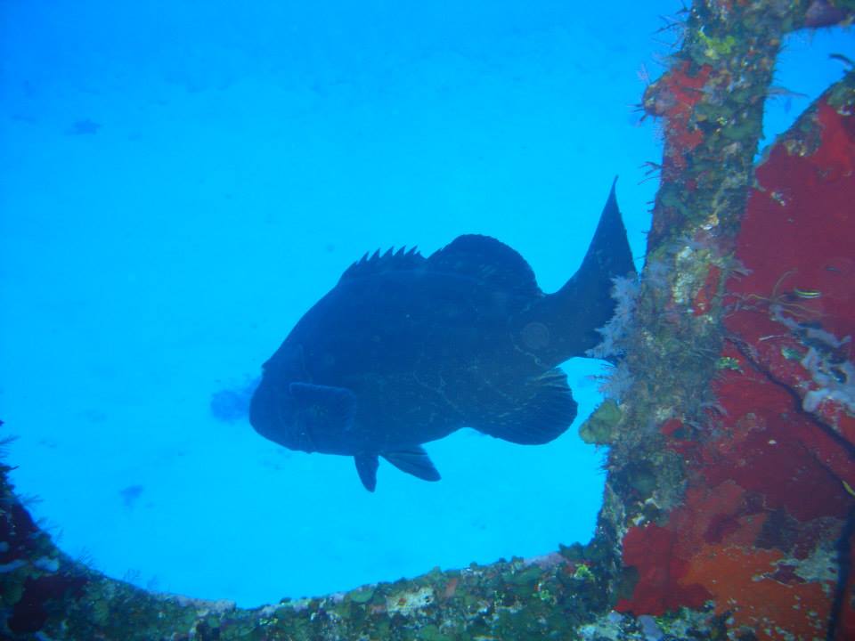 CyanaTB_Oficial's tweet photo. Les agradecemos mucho habernos permitido ser parte de cada día del mes de julio que hoy llega a su fin. Feliz noche.
Foto Cyana Todo Buceo
#Buceo #pecio #pez #arrecife artificial @vivoencozumel @ArrecifesCoral @entrecorrientes @estacanicazul https://t.co/f2pn761nxp