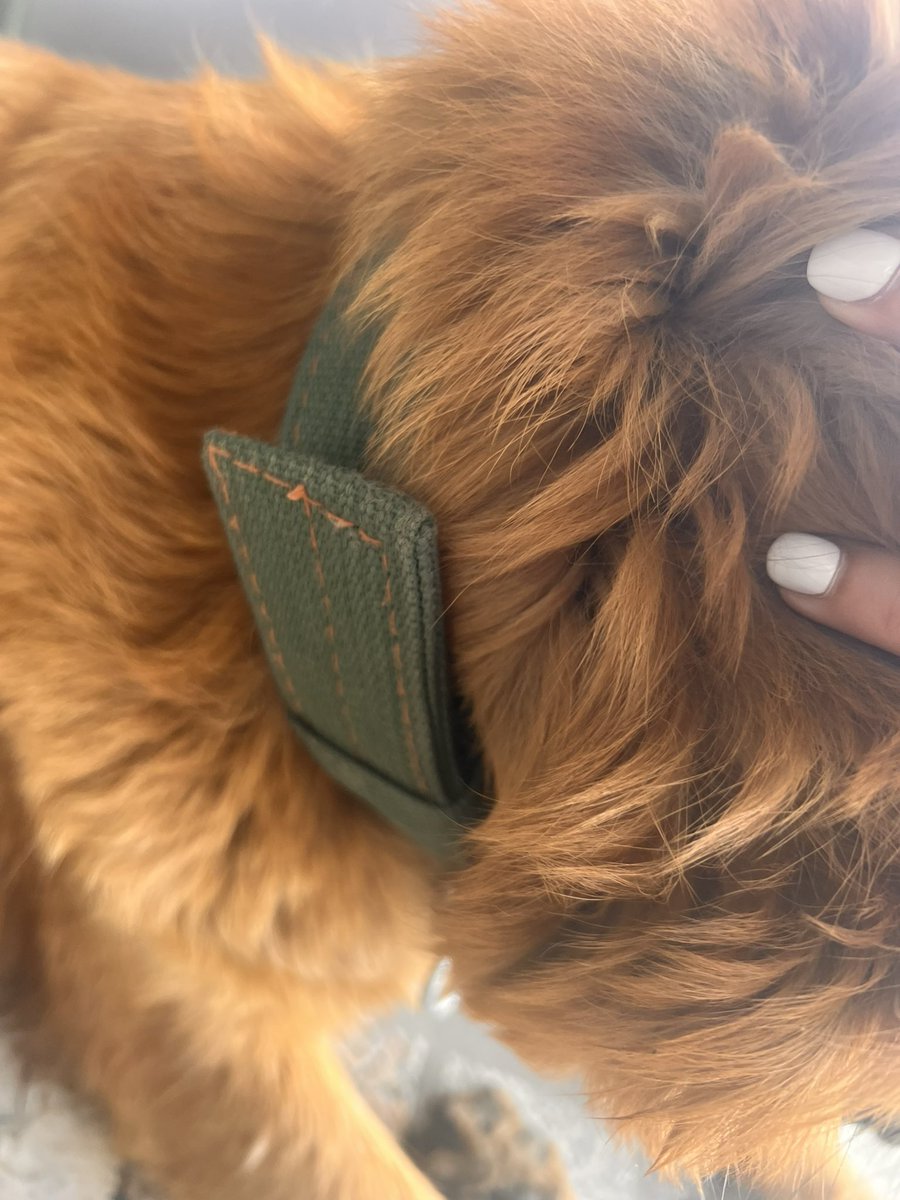 Ийм хүзүүвчтэй нохой Сентрал товерийн гадаа байна. Өнөөдөртөө надруу холбогдож болно. Танидаг мэддэг хүн нохойгоо алдсан бол. Түр байх газар олоод хадгалсан байгаа. Их номхон дөлгөөхөн, төөрсөн байж магад. Сүүлэн дээрээ яг голд нь хар толботой юм байна том.