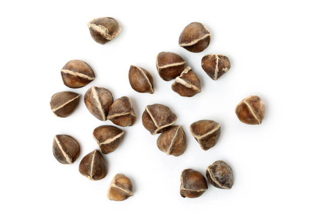 dcscompot's tweet photo. @HStarwhite @OrganicLiveFood These are moringa seeds https://t.co/XiqnhCekDJ