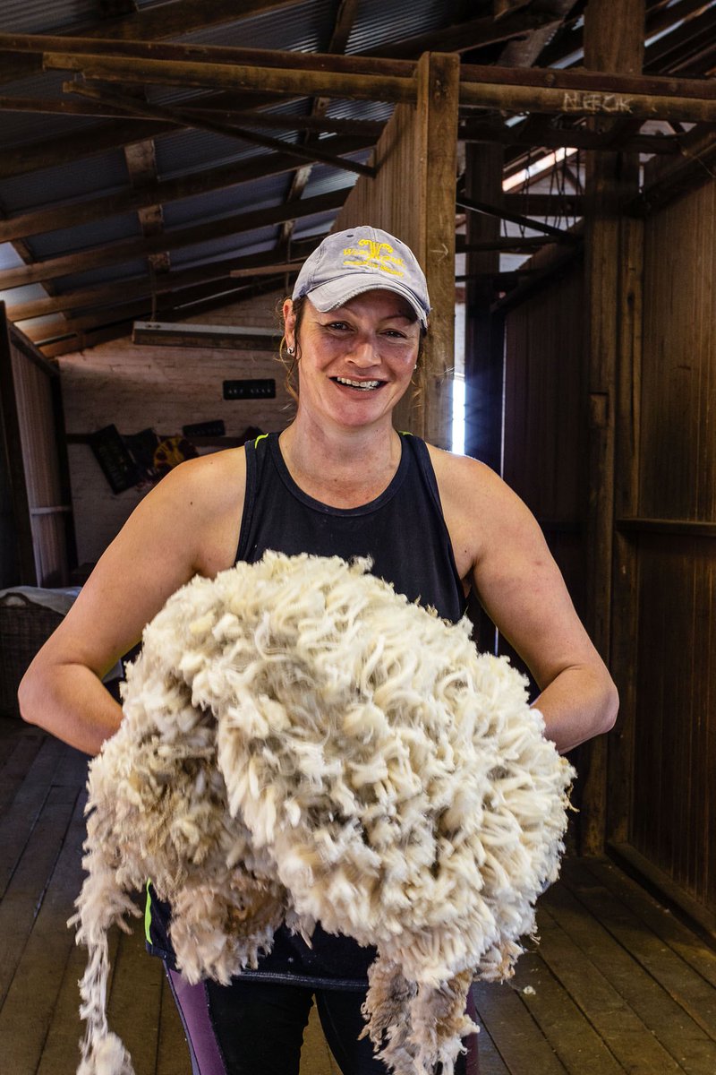 Deeargee’s octagonal #shearing shed is more than a national landmark. It’s the beating heart of a contemporary pastoral business that’s heading into its seventh generation in the Sutherland family. Read all about it in our new #Stations magazine  > outbackmag.com.au/stations-magaz… #sheep