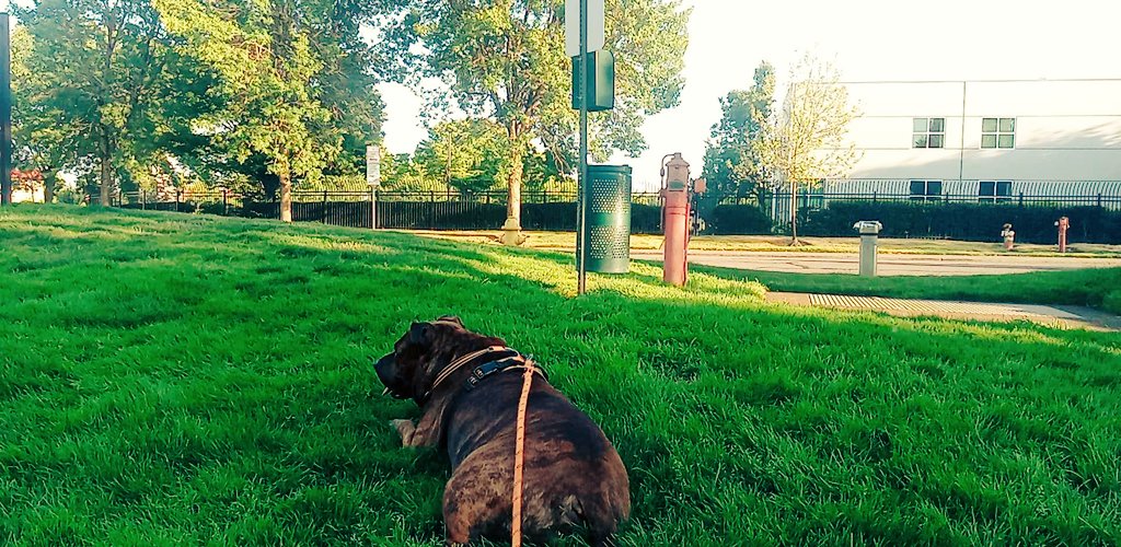 djtwin's tweet photo. I got one lazy dog. =) #djtwin #Oregon https://t.co/x1LbsBuy3F