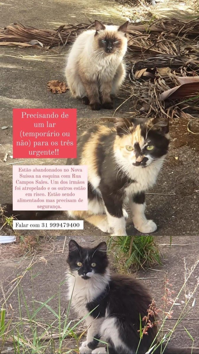 JJJeX6's tweet photo. Turma de BH, vamos adotar os gatinhos!! https://t.co/XwtKBdC8Xj