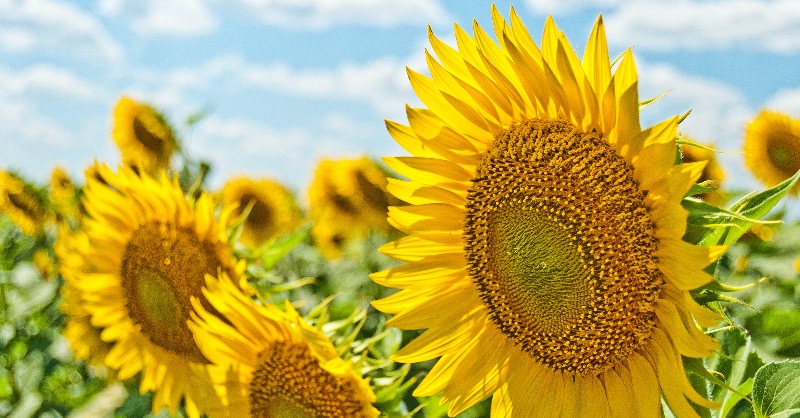 uabright's tweet image. Любіть Україну, як сонце, любіть, 
як вітер, і трави, і води… 
В годину щасливу і в радості мить, 
любіть у годину негоди.

Любіть Україну у сні й наяву, 
вишневу свою Україну, 
красу її, вічно живу і нову, 
і мову її солов'їну.

В. Сосюра

#Україна #поезія #сосюра #Ukraine