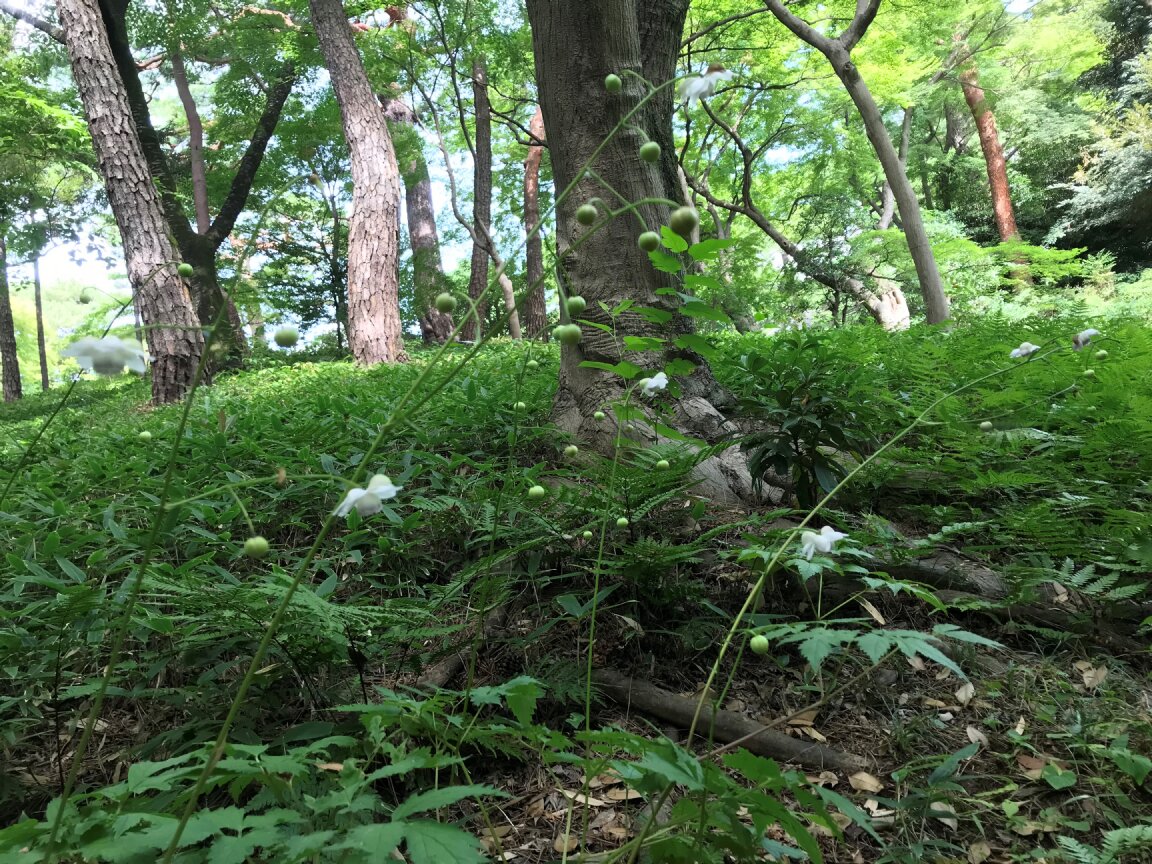 TonogayatoTeien's tweet photo. #レンゲショウマ　の花７輪見つけてくださいね。今朝は計11輪咲いています。
#うちわ　プレゼント残り少なくなっています。

Can you find 7 flowers of #FalseAnemones, or #AnemonopsisMacrophyllas in the photo? 
Please get the #PaperFan at #TonogayatoGardens today!

#蓮華升麻 #殿ヶ谷戸庭園 https://t.co/bhE8hlClvO