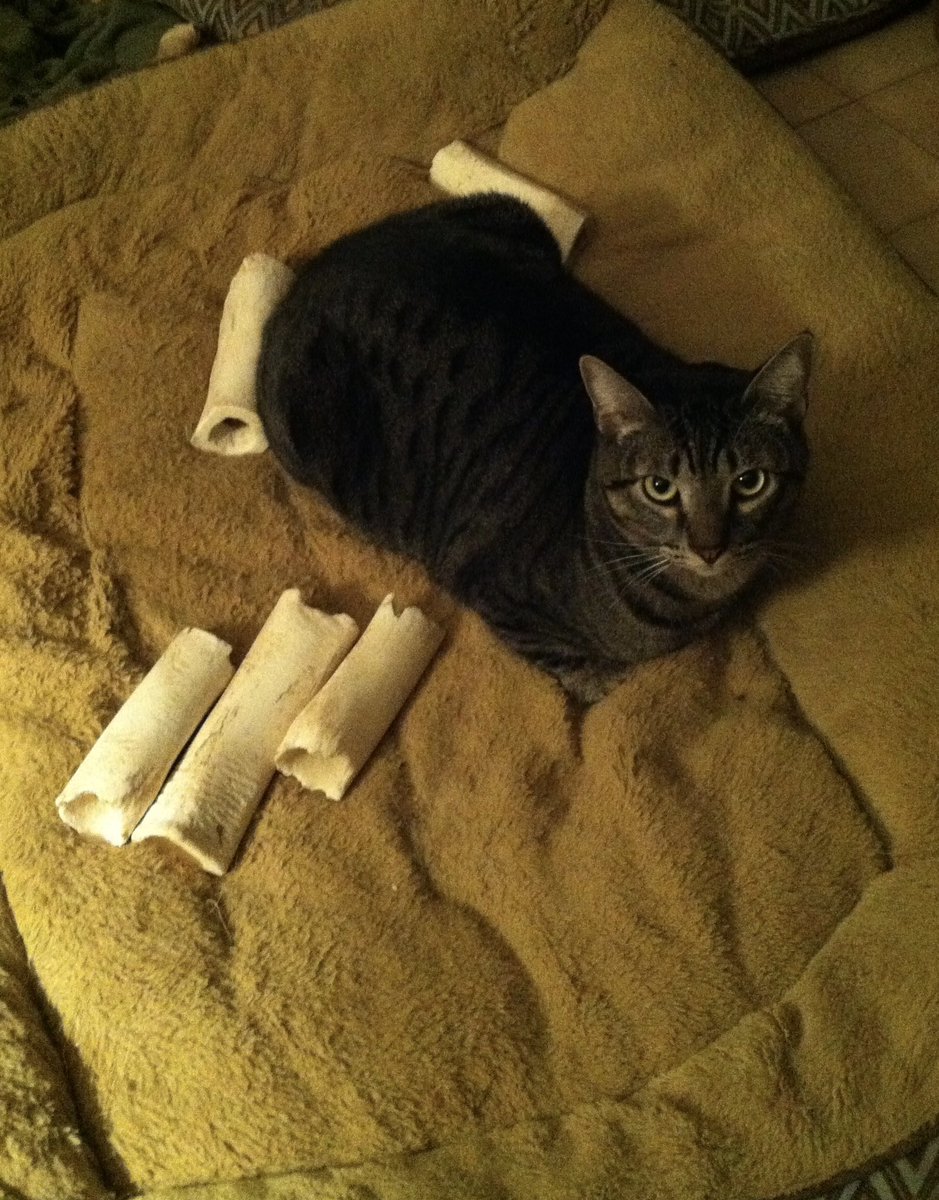 He took my bones, Mom! #Dogs #sundaypaws #CatsOfTwitter