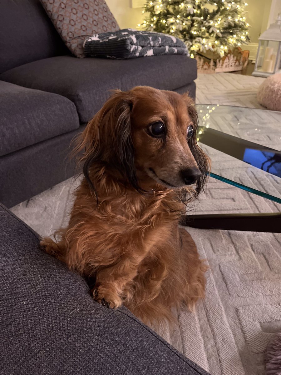 MinnieMedenka's tweet photo. @Phil_Sledge Minnie Medenka 💔 https://t.co/BgmAfdVz5c