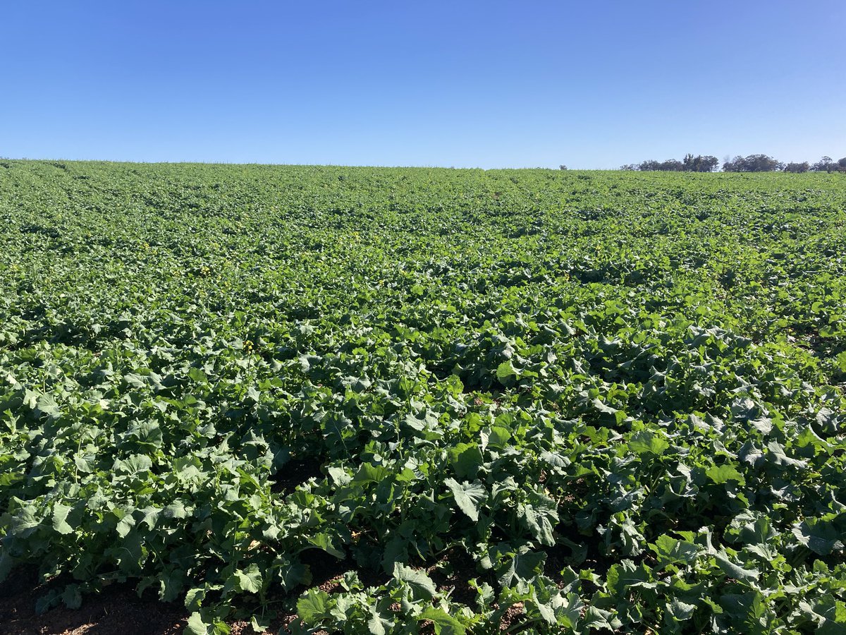 JJB McGill esquire Hoolz. living on McGill land tweet media