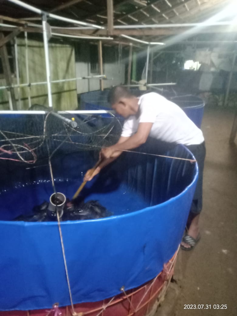 BudiantoSpi's tweet photo. Selasa (31/7/23), Budianto, Luhkan Kab. Indragiri Hilir, Pokdakan Usaha Bersama Kel.Sei Beringin, Panen Ikan Lele Bioflok, sebanyak 100 kg, size 185 gr, harga 22.000/kg
#GiatLuhkanSatminkalMedan #Inhil #Panen
@bpppmedan_brsdm 
@puslatluhkp 
@brsdm_kp
@kkpgoid https://t.co/3TcDQmjvYL