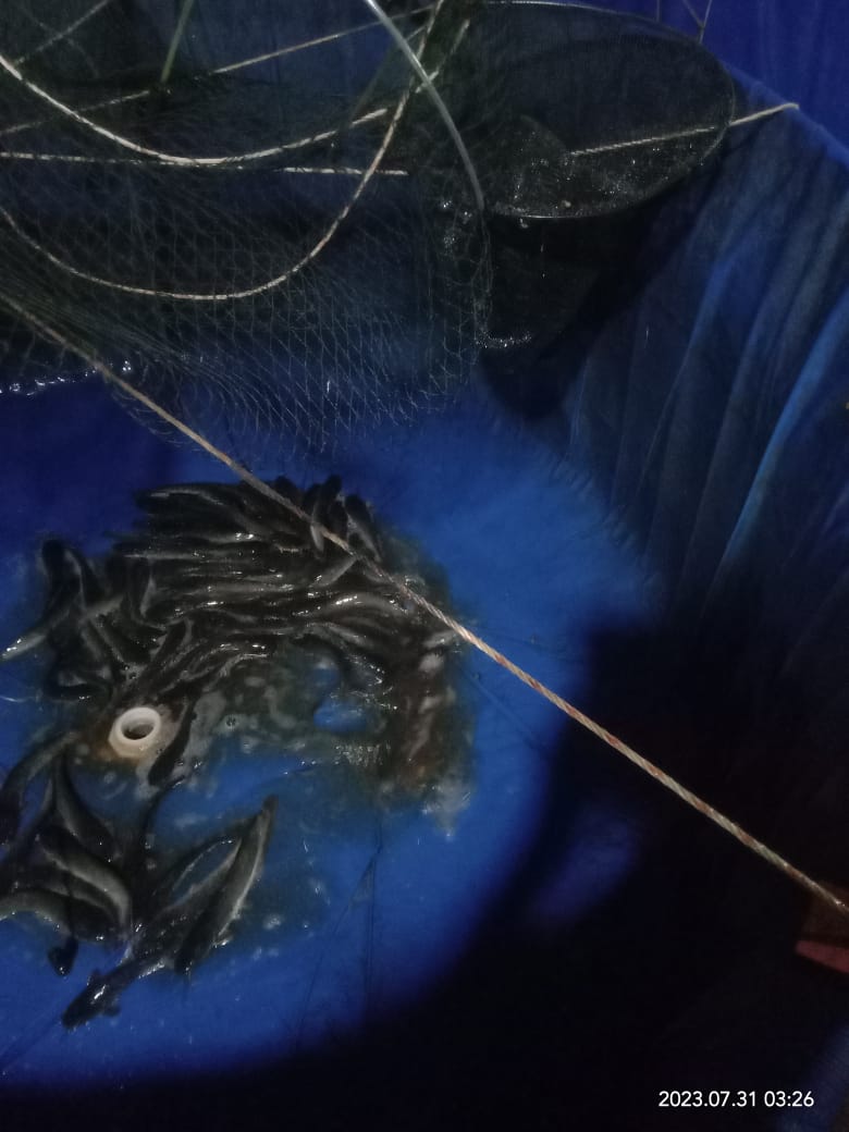 BudiantoSpi's tweet photo. Selasa (31/7/23), Budianto, Luhkan Kab. Indragiri Hilir, Pokdakan Usaha Bersama Kel.Sei Beringin, Panen Ikan Lele Bioflok, sebanyak 100 kg, size 185 gr, harga 22.000/kg
#GiatLuhkanSatminkalMedan #Inhil #Panen
@bpppmedan_brsdm 
@puslatluhkp 
@brsdm_kp
@kkpgoid https://t.co/3TcDQmjvYL