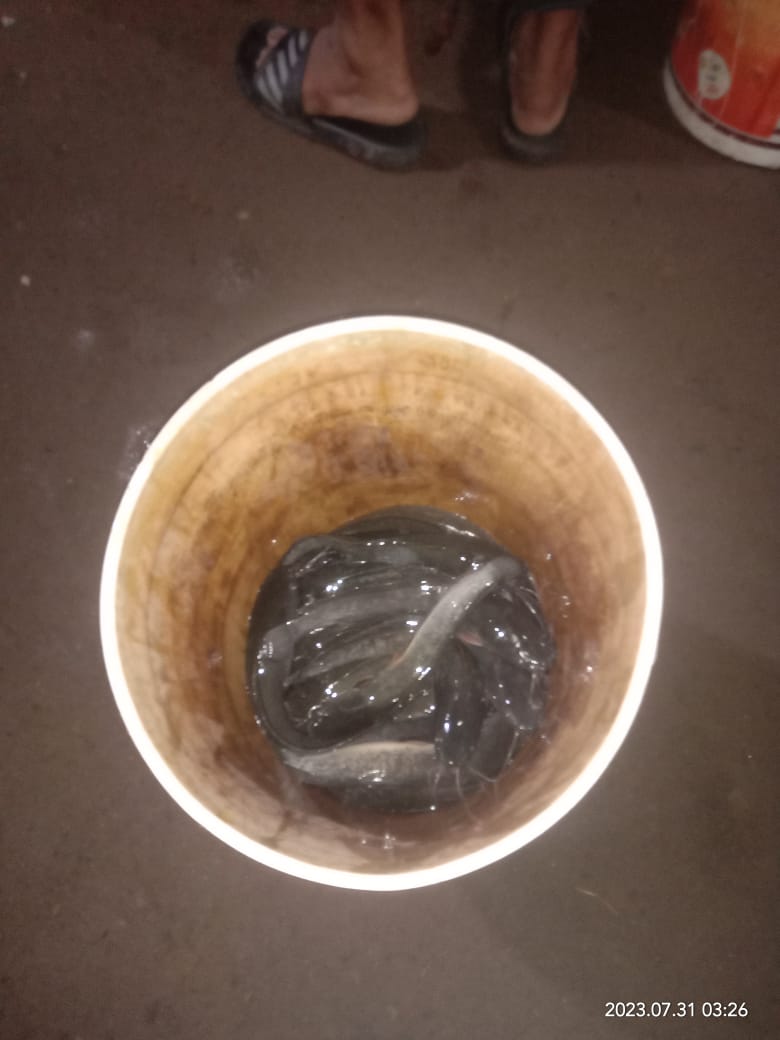 BudiantoSpi's tweet photo. Selasa (31/7/23), Budianto, Luhkan Kab. Indragiri Hilir, Pokdakan Usaha Bersama Kel.Sei Beringin, Panen Ikan Lele Bioflok, sebanyak 100 kg, size 185 gr, harga 22.000/kg
#GiatLuhkanSatminkalMedan #Inhil #Panen
@bpppmedan_brsdm 
@puslatluhkp 
@brsdm_kp
@kkpgoid https://t.co/3TcDQmjvYL