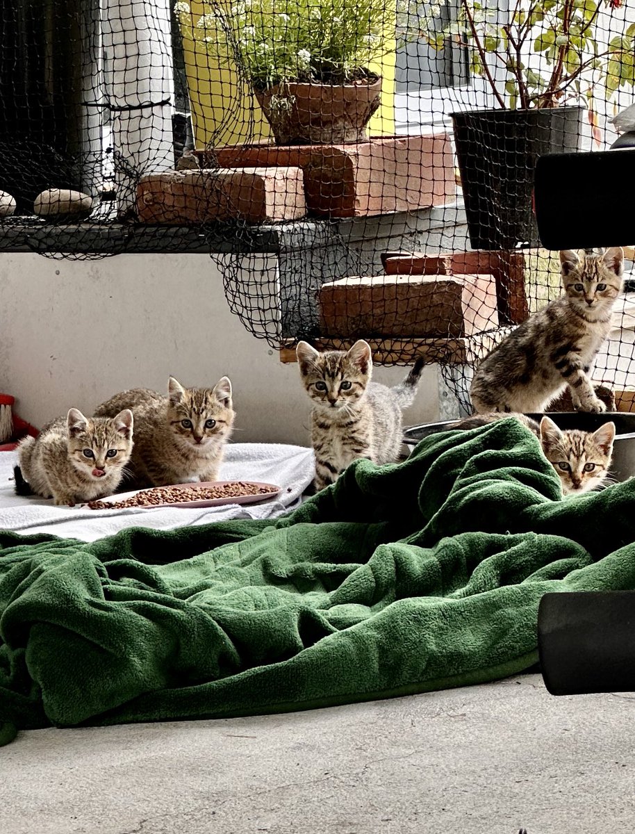 Madame Meeow tweet media