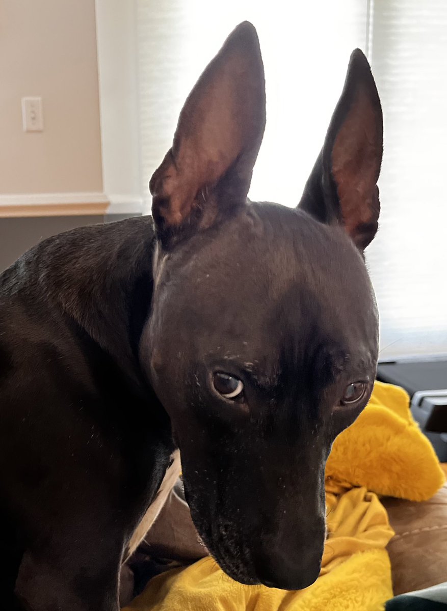 piffinpurp 🅁🅅🄽 tweet media