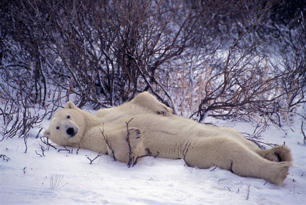 bultimate1991's tweet image. Me, in the winter time, as polar bears have been my favorite, spirit animal, ever since I was a toddler, in the early-90s! #PolarBear #polarbearchallenge #polarbearlover #spiritanimal