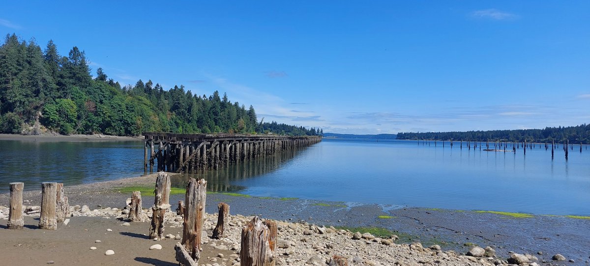 KB8BMY's tweet photo. Sunny and 75f degrees. At Woodard Bay Conservation area in Olympia, Washington. Beautiful day for a hike on the trail that emerges on the shore of Puget Sound where I saw this group of seals just off shore sharing a space with an equally large group of Cormorant birds. https://t.co/X6D1IcSgDQ