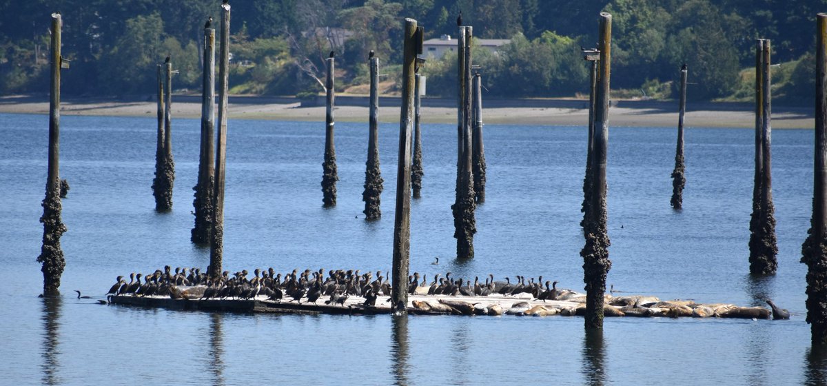 KB8BMY's tweet photo. Sunny and 75f degrees. At Woodard Bay Conservation area in Olympia, Washington. Beautiful day for a hike on the trail that emerges on the shore of Puget Sound where I saw this group of seals just off shore sharing a space with an equally large group of Cormorant birds. https://t.co/X6D1IcSgDQ