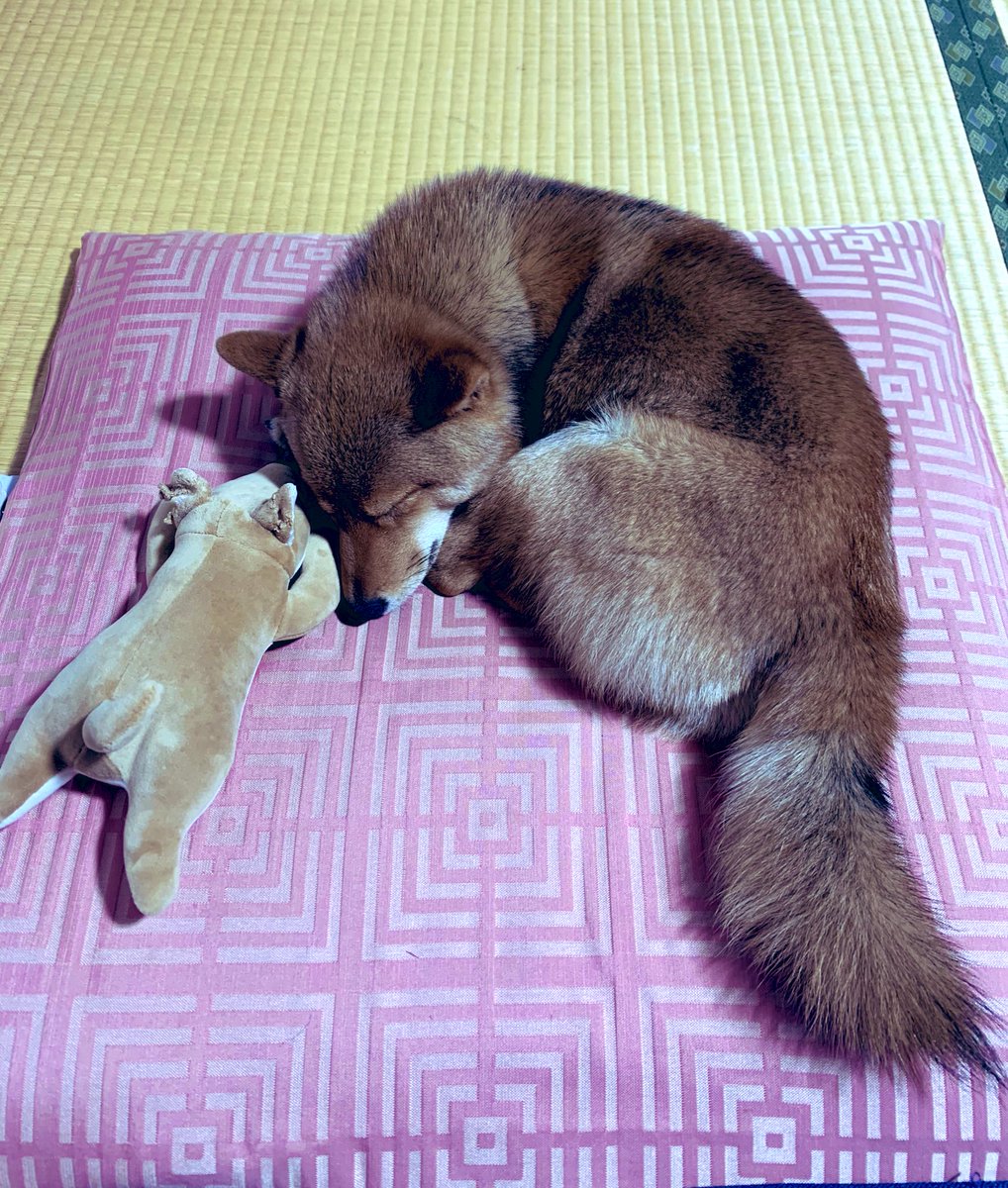 mameta_diary's tweet photo. 添い寝
#犬 #dog #柴犬 #shibainu #柴 #shiba #日本犬 #和犬 #Japanesedog #犬のいる生活 #柴犬のいる生活 #豆太 #mameta https://t.co/4CXQQ4HNe0